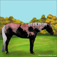 Horse Color:Void Watercolor White Spotted Chocolate Palomino Dun Splash Rabicano Brindle 