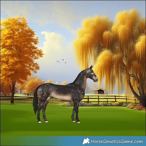 Horse Color:Gray Brown Appaloosa