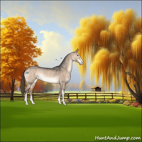 Horse Color:Bay Dun Sabino Appaloosa Rabicano 