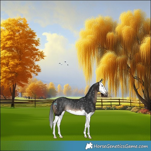 Horse Color:Gray Brown Splash Appaloosa Rabicano 