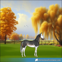 Horse Color:Gray Brown Splash Appaloosa Rabicano