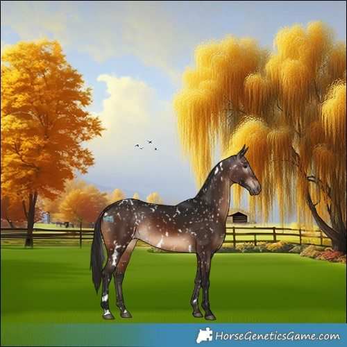 Horse Color:Gray White Spotted Brown Appaloosa Rabicano 