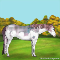 Horse Color:Plaid  Liver Red Dun Splash 