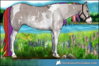 Horse Color:Painted Liver Red Dun Sabino Tobiano Rabicano 