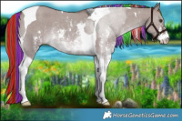 Horse Color:Painted Liver Red Dun Sabino Tobiano Rabicano 