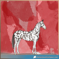 Horse Color:Liver Chestnut Sabino Appaloosa