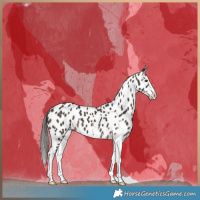 Horse Color:Liver Chestnut Sabino Appaloosa 