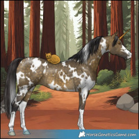 Horse Color:White Spotted Buckskin Dun 