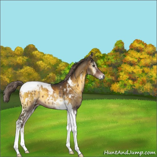 Horse Color:Gray Chocolate Palomino Onyx Mushroom Tobiano 