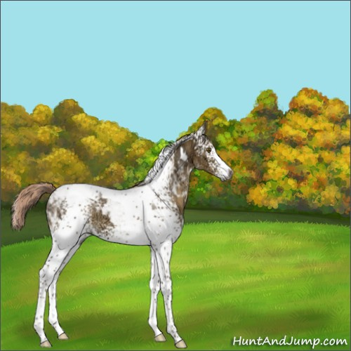 Horse Color:Gray White Spotted Chocolate Palomino Ice Dun Mushroom Tobiano 