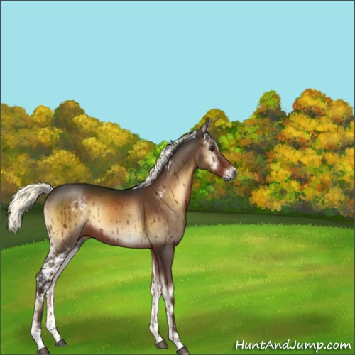 Horse Color:Gray White Spotted Liver Red Onyx Mushroom Rabicano 