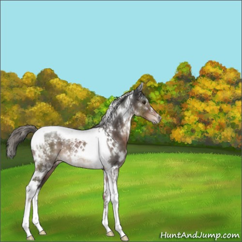 Horse Color:White Spotted Liver Chestnut Mushroom Tobiano Rabicano 