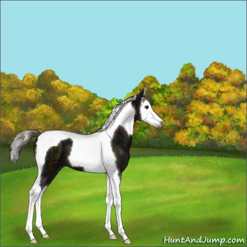 Horse Color:Gray Midnight Liver Red Dun Ice Mushroom Splash Tobiano 