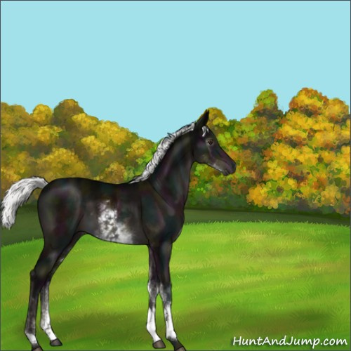 Horse Color:Gray Platinum White Spotted Midnight Liver Chestnut Mushroom Rabicano 