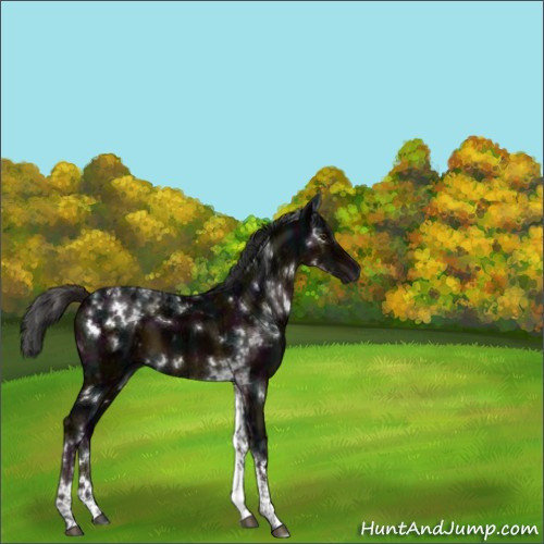 Horse Color:Gray White Spotted Midnight Liver Chestnut Ice Tobiano 