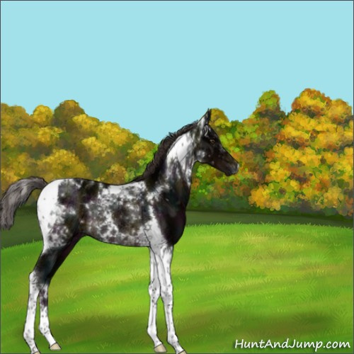 Horse Color:Midnight Liver Chestnut Ice Tobiano Rabicano 