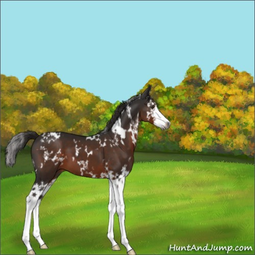 Horse Color:Gray White Spotted Liver Chestnut Splash 
