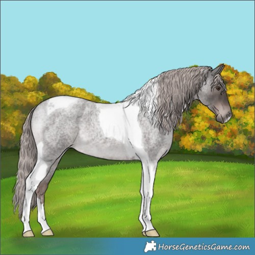 Horse Color:Platinum Liver Red Roan Tobiano 