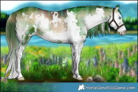 Horse Color:Plaid White Spotted Liver Red Onyx Splash