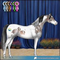 Horse Color:Brown Sabino Tobiano