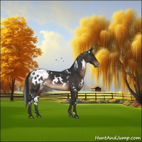 Horse Color:White Spotted Brown Blanket 