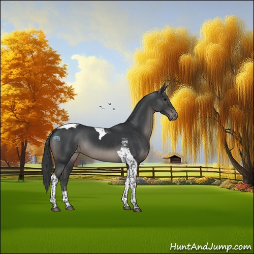 Horse Color:Black Tobiano Appaloosa 