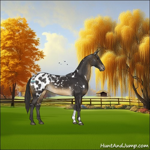Horse Color:White Spotted Buckskin Tobiano Appaloosa