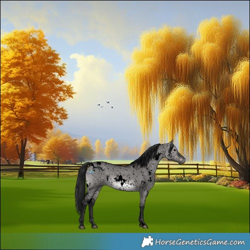 Horse Color:Gray Void Platinum White Spotted Brown Dun Appaloosa