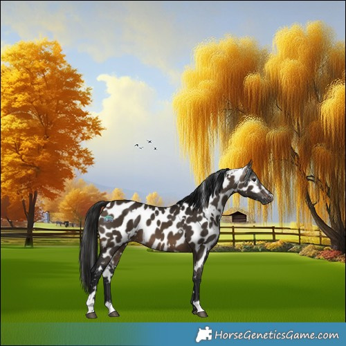 Horse Color:Gray White Spotted Brown Dun Sabino Appaloosa
