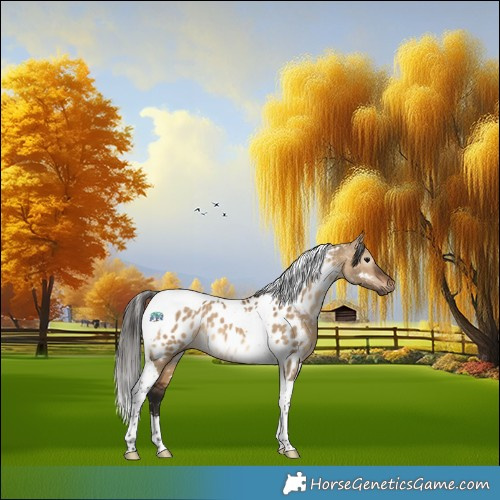 Horse Color:Gray Bay Dun Tobiano Appaloosa Rabicano