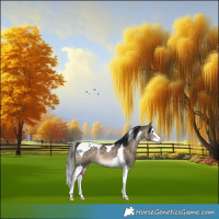 Horse Color:Brown Dun Splash Tobiano 