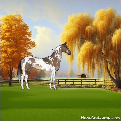 Horse Color:Gray White Spotted Brown Dun Tobiano 
