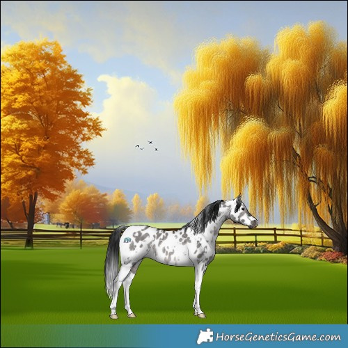 Horse Color:Gray Platinum White Spotted Brown Dun Tobiano Appaloosa 