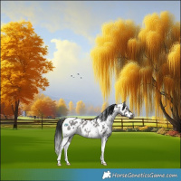 Horse Color:Gray Platinum White Spotted Brown Dun Tobiano Near Leopard 