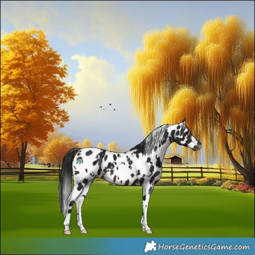 Horse Color:Gray White Spotted Brown Appaloosa 
