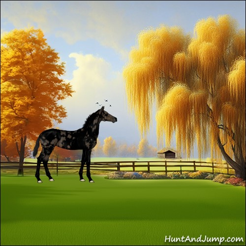 Horse Color:Gray Void White Spotted Brown Dun Tobiano Appaloosa 