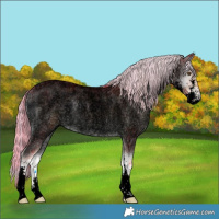 Horse Color:Void Watercolor Plaid  Chocolate Palomino Ice Roan Onyx Sabino Rabicano 