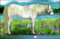 Horse Color:Plaid  Liver Red Dun Onyx Sabino Tobiano Brindle 