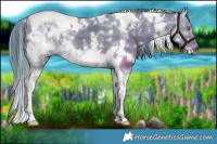 Horse Color:Watercolor Plaid  White Spotted Liver Red Dun Tobiano 