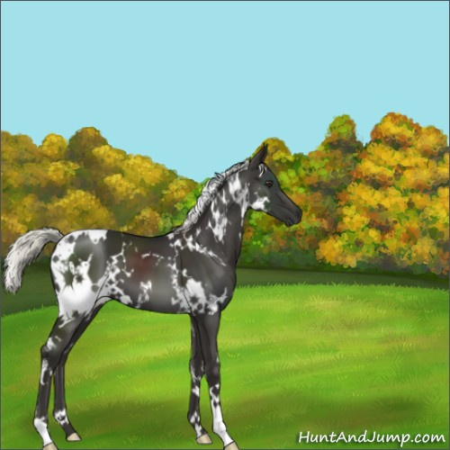 Horse Color:White Spotted Liver Chestnut Mushroom 