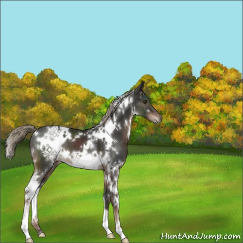 Horse Color:White Spotted Liver Chestnut Mushroom 