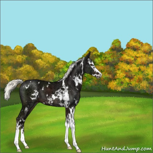 Horse Color:White Spotted Liver Chestnut Ice Mushroom Splash 