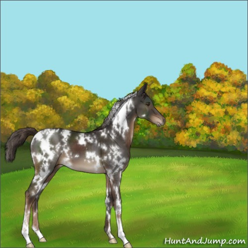 Horse Color:White Spotted Liver Chestnut 