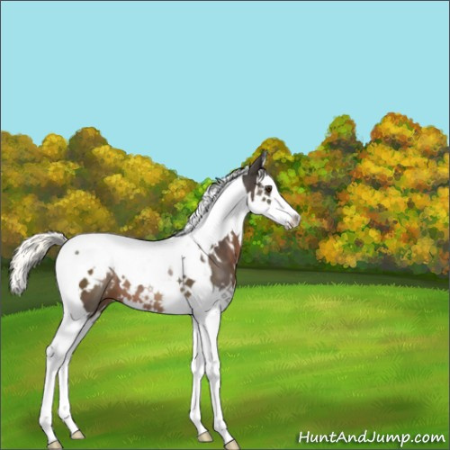 Horse Color:White Spotted Liver Chestnut Mushroom Splash Tobiano 