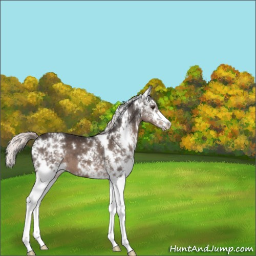 Horse Color:White Spotted Liver Chestnut Mushroom 