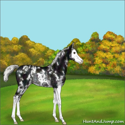 Horse Color:White Spotted Midnight Liver Chestnut Ice Mushroom Sabino Splash Rabicano 