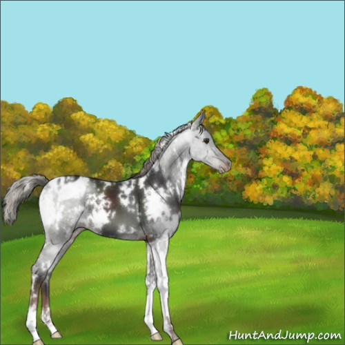 Horse Color:White Spotted Liver Chestnut Mushroom Appaloosa 