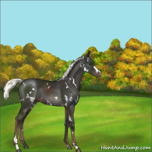 Horse Color:White Spotted Liver Chestnut Mushroom 