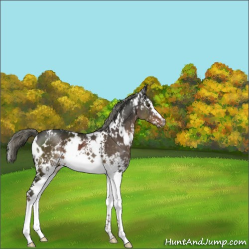 Horse Color:White Spotted Liver Chestnut Mushroom 