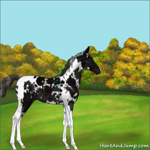 Horse Color:White Spotted Midnight Liver Chestnut Ice Tobiano 